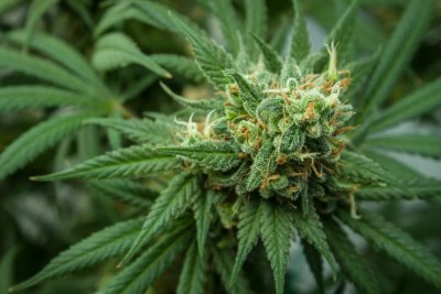 Terpenen bepalen wat wiet met je doet, niet de soort